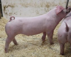 Sire: Timings Right <br>
Sire of Dam: Ivory 4-3<br>
Birth Date: 12/12/2021 <br>
Weight: 72 <br>
COMMENTS: <BR>
• Real nice pair of Timings right Landraces out of a killer young sow <br>
• Dam Ivory 4-3 we made from frozen semen and this is her very first litter.<br>
• Like momma, these guys are extra thick made, wide skeletoned, and they come with a shot more bone than most cruisers. NJSS customers better look in here! True Landrace breeders – there’s lots of genetic value on the bottom side of the pedigree here and more to come! <br>
<br>
<a href="https://youtu.be/Mp_wdizMuVA" target="_blank" rel="noopener noreferrer">YOUTUBE LINK</a>
