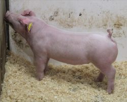 Sire: Timings Right <br>
Sire of Dam: Ivory 4-3<br>
Birth Date: 12/12/2021 <br>
Weight: 55 <br>
COMMENTS: <BR>
• Real nice pair of Timings right Landraces out of a killer young sow <br>
• Dam Ivory 4-3 we made from frozen semen and this is her very first litter.<br>
• Like momma, these guys are extra thick made, wide skeletoned, and they come with a shot more bone than most cruisers. NJSS customers better look in here! True Landrace breeders – there’s lots of genetic value on the bottom side of the pedigree here and more to come! <br>
<br>
<a href="https://youtu.be/ops1KN_TdFw" target="_blank" rel="noopener noreferrer">YOUTUBE LINK</a>