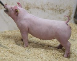 Sire: Boom Town <br>
Sire of Dam: Jack In The Box 130-8<br>
Birth Date: 1/1/2022 <br>
Weight: 54 <br>
COMMENTS: <BR>
• Chester time! The 27 litter pigs are full sibs to our Boom Town boar, and they are extremely linebred with their dam being a full sister to Boom Town’s dam (Jack in the Box x First Take)<br>
• Like her brothers, lot 90 offers more extension and shape than most, and comes with an extra sharp look from the side<br>
• We love her maturity pattern and no doubt this one is going to be way fun to get big and fleshy and roll on to NJSS, CYAE, or a state fair as a big gilt and try to hit a home run!<br>
<br>
<a href="https://youtu.be/eqUkSs-k-c8" target="_blank" rel="noopener noreferrer">YOUTUBE LINK</a>