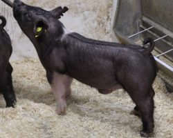 Sire: American Spirit <br>
Sire of Dam: Outbreak 231-9<br>
Weight: 47 <br>
COMMENTS: <BR>
• We absolutely love our American Spirit pigs and he is seeing as heavy of use as any sire we have in stud going into our summer breedings <br>
• Dam 231-9 was the very best Outbreak daughter retained last year and this is her first litter <br>
• The 16 litter has been extra impressive and they offer bone, hair, and width of skeleton to a high degree!<br>
<br>
<a href="https://youtu.be/Z6j2pY9OHWs" target="_blank" rel="noopener noreferrer">YOUTUBE LINK</a>