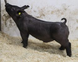 Sire: OCD <br>
Sire of Dam: Wedding Night 87-2<br>
Weight: 54 <br>
COMMENTS: <BR>
• Extra good jet black OCD barrow out of a killer (Wedding Night x Outmanned x No Fare 10-11) sow<br>
• His dam raised the Grand Champion Barrow at the 2019 Missouri State Fair and she never misses <br>
• Study the photo and video here, and regardless of color, we think this barrow can play hard. He combines stoutness and power into an extremely good built, attractive package!<br>
<br>
<a href="https://youtu.be/vl41YkuyPOU" target="_blank" rel="noopener noreferrer">YOUTUBE LINK</a>