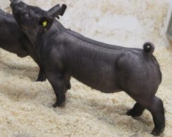 Sire: Wed Locked <br>
Sire of Dam: Wedding Blues 219-4<br>
Weight: 64 <br>
COMMENTS: <BR>
• The 11’s are a great litter of bigger Wedlocked pigs that really fit the bill for those with earlier fairs. These guys look like they’ll have some grow in them and can be fed a bit harder, but still be stout and mature enough to win early.<br>
• Like daddy, they are taller fronted yet really big chested, are loaded with shape, and offer a big pinset. These are the kind that win lots of fairs every year!<br>
<br>
<a href="https://youtu.be/14cLW6xEiIQ" target="_blank" rel="noopener noreferrer">YOUTUBE LINK</a>