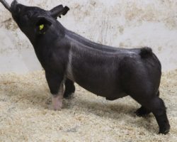 Sire: Wed Locked <br>
Sire of Dam: Wedding Blues 219-4<br>
Weight: 58 <br>
COMMENTS: <BR>
• The 11’s are a great litter of bigger Wedlocked pigs that really fit the bill for those with earlier fairs. These guys look like they’ll have some grow in them and can be fed a bit harder, but still be stout and mature enough to win early.<br>
• Like daddy, they are taller fronted yet really big chested, are loaded with shape, and offer a big pinset. These are the kind that win lots of fairs every year!<br>
<br>
<a href="https://youtu.be/u-Hs_p_qqFY" target="_blank" rel="noopener noreferrer">YOUTUBE LINK</a>