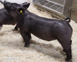 Sire: Wed Locked <br>
Sire of Dam: Wedding Blues 219-4<br>
Weight: 64 <br>
COMMENTS: <BR>
• The 11’s are a great litter of bigger Wedlocked pigs that really fit the bill for those with earlier fairs. These guys look like they’ll have some grow in them and can be fed a bit harder, but still be stout and mature enough to win early.<br>
• Like daddy, they are taller fronted yet really big chested, are loaded with shape, and offer a big pinset. These are the kind that win lots of fairs every year!<br>
<br>
<a href="https://youtu.be/EyL6Cj6dlHk" target="_blank" rel="noopener noreferrer">YOUTUBE LINK</a>