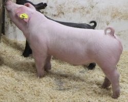 Sire: Timings Right <br>
Sire of Dam: Overtime 91-8<br>
Birth Date: 12/4/2021 <br>
Weight: 84 <br>
COMMENTS: <BR>
• HAMMER Landrace barrow here! <br>
• Timings right on Straight White Male’s mom! In addition to being SWM’s mom, 91-8 was the multiple time Champion Landrace for Summer Prince in Oklahoma during the spring of 2019. <br>
• This guy is extremely good, please check out his video as well. We are highly confident here, NJSS customers look in!<br>
<br>
<a href="https://youtu.be/NLz31qnByrw" target="_blank" rel="noopener noreferrer">YOUTUBE LINK</a>