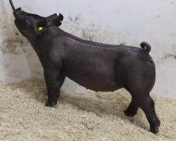 Sire: 3 Peat<br>
Sire of Dam: Wedding Night 233-2<br>
Weight: 73 <br>
COMMENTS: <BR>
• The 12’s have been extremely good and they are out of an absolute powerhouse sow, Wedding Night 233-2, who was the Grand Champion Gilt at the Oregon State Fair a couple years back. <br>
• These gilts all offer the same extra good pattern from the side, and we love the look they offer through their front end<br>
• Their squareness of build is outstanding, they have an awesome hip and hind leg, and they’re opened up great at their base. They read like the kind that’s fun to show early, but are at their very best as big gilts come July or August
<br>
<br>
<a href="https://youtu.be/B7_LGFdhslc" target="_blank" rel="noopener noreferrer">YOUTUBE LINK</a>