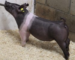 Sire: 3 Peat<br>
Sire of Dam: Wedding Night 233-2<br>
Weight: 54 <br>
COMMENTS: <BR>
• The 12’s have been extremely good and they are out of an absolute powerhouse sow, Wedding Night 233-2, who was the Grand Champion Gilt at the Oregon State Fair a couple years back. <br>
• These gilts all offer the same extra good pattern from the side, and we love the look they offer through their front end<br>
• Their squareness of build is outstanding, they have an awesome hip and hind leg, and they’re opened up great at their base. They read like the kind that’s fun to show early, but are at their very best as big gilts come July or August
<br>
<br>
<a href="https://youtu.be/gHsjDP4WKvs" target="_blank" rel="noopener noreferrer">YOUTUBE LINK</a>