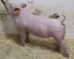 Sire: 3 Peat<br>
Sire of Dam: Wedding Night 233-2<br>
Weight: 50 <br>
COMMENTS: <BR>
• The 12’s have been extremely good and they are out of an absolute powerhouse sow, Wedding Night 233-2, who was the Grand Champion Gilt at the Oregon State Fair a couple years back. <br>
• These gilts all offer the same extra good pattern from the side, and we love the look they offer through their front end<br>
• Their squareness of build is outstanding, they have an awesome hip and hind leg, and they’re opened up great at their base. They read like the kind that’s fun to show early, but are at their very best as big gilts come July or August
<br>
<br>
<a href="https://youtu.be/LuCM6I8wYjY" target="_blank" rel="noopener noreferrer">YOUTUBE LINK</a>