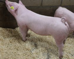 Sire: Timings Right<br>
Sire of Dam: Overtime 91-8<br>
Birth Date: 12/4/2021 <br>
Weight: 77 <br>
COMMENTS: <BR>
• Timings right on Straight White Male’s mom! In addition to being SWM’s mom, 91-8 was the multiple time Champion Landrace for Summer Prince in Oklahoma during the spring of 2019 (Overtime x Mayhem x Got Em). <br>
• Extra good litter of Landraces here! They are big muscled, big legged, and opened up with a great look and killer build! They are an AWESOME pure option for those looking for Expo or NJSS pigs and they can certainly win in the white OPB divisions at the July fairs out here as well! <br>
<br>
<a href="https://youtu.be/mr-OqJgfy6o" target="_blank" rel="noopener noreferrer">YOUTUBE LINK</a>