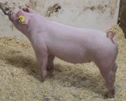 Sire: Timings Right<br>
Sire of Dam: Overtime 91-8<br>
Birth Date: 12/4/2021 <br>
Weight: 76 <br>
COMMENTS: <BR>
• Timings right on Straight White Male’s mom! In addition to being SWM’s mom, 91-8 was the multiple time Champion Landrace for Summer Prince in Oklahoma during the spring of 2019 (Overtime x Mayhem x Got Em). <br>
• Extra good litter of Landraces here! They are big muscled, big legged, and opened up with a great look and killer build! They are an AWESOME pure option for those looking for Expo or NJSS pigs and they can certainly win in the white OPB divisions at the July fairs out here as well! <br>
<br>
<a href="https://youtu.be/INiIQYyrpkk" target="_blank" rel="noopener noreferrer">YOUTUBE LINK</a>