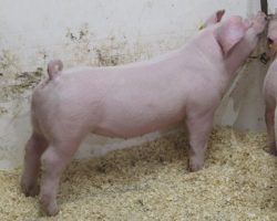 Sire: Timings Right<br>
Sire of Dam: Overtime 91-8<br>
Birth Date: 12/4/2021 <br>
COMMENTS: <BR>
• Timings right on Straight White Male’s mom! In addition to being SWM’s mom, 91-8 was the multiple time Champion Landrace for Summer Prince in Oklahoma during the spring of 2019 (Overtime x Mayhem x Got Em). <br>
• Extra good litter of Landraces here! They are big muscled, big legged, and opened up with a great look and killer build! They are an AWESOME pure option for those looking for Expo or NJSS pigs and they can certainly win in the white OPB divisions at the July fairs out here as well! <br>
<br>
<a href="https://youtu.be/61AFleklc7o" target="_blank" rel="noopener noreferrer">YOUTUBE LINK</a>
